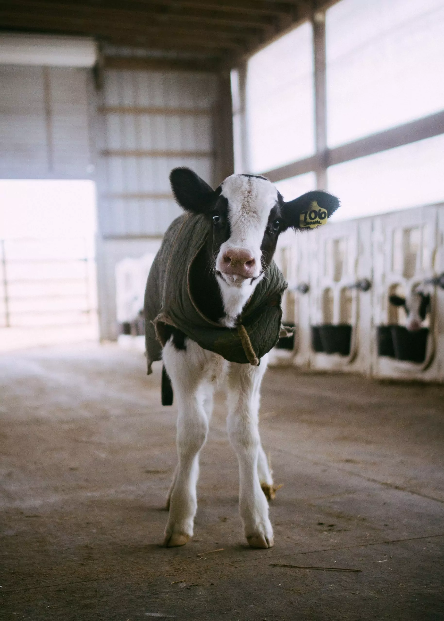 Choosing your Calf Feed:  What’s Best for the Calf?