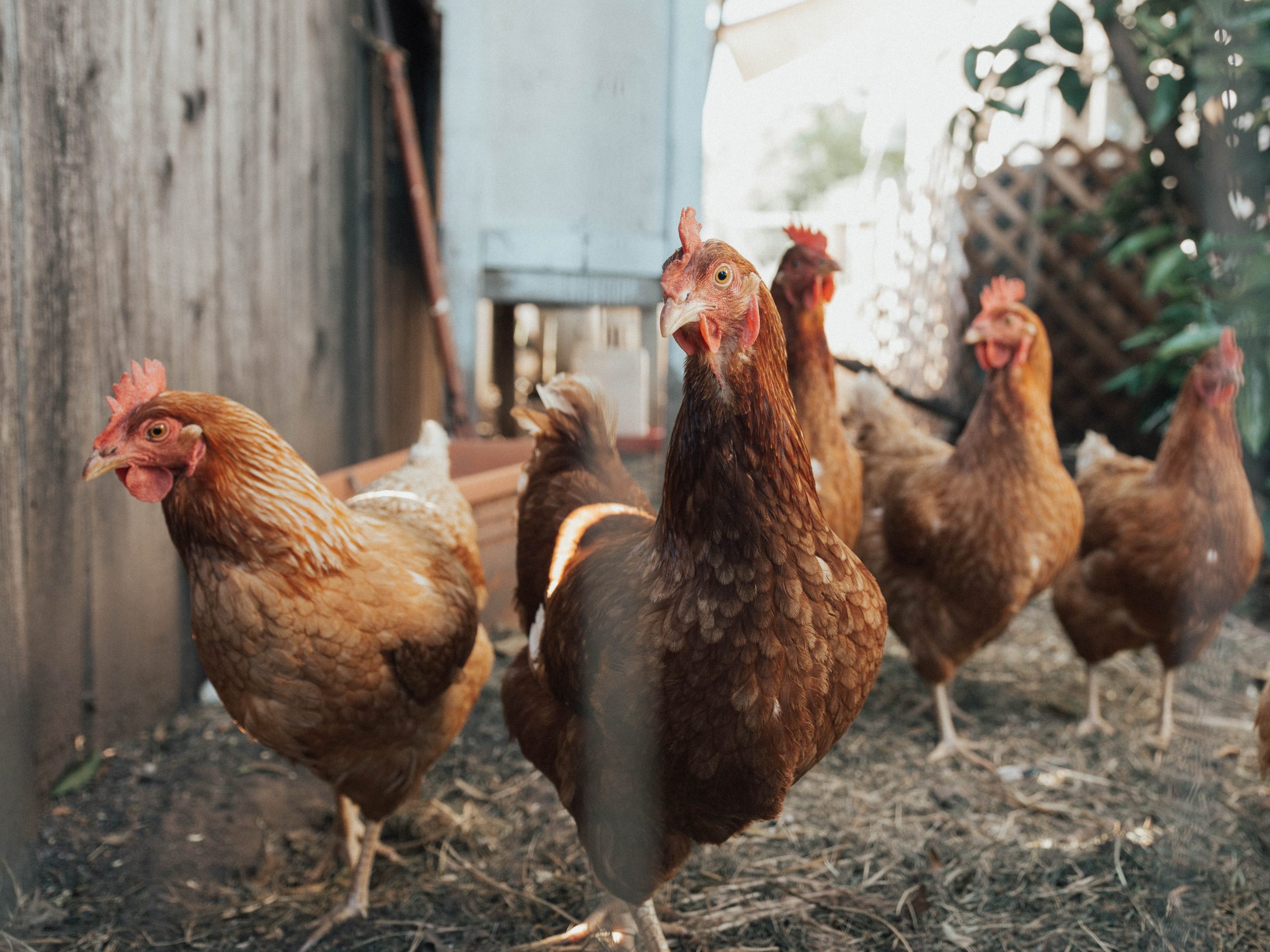 Is Meat and Bone Meal Essential in Poultry Feeds?